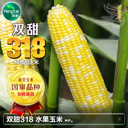 绵阳双甜318鲜食玉米杂交种 黄白相间双色甜玉米 超甜多汁可生吃