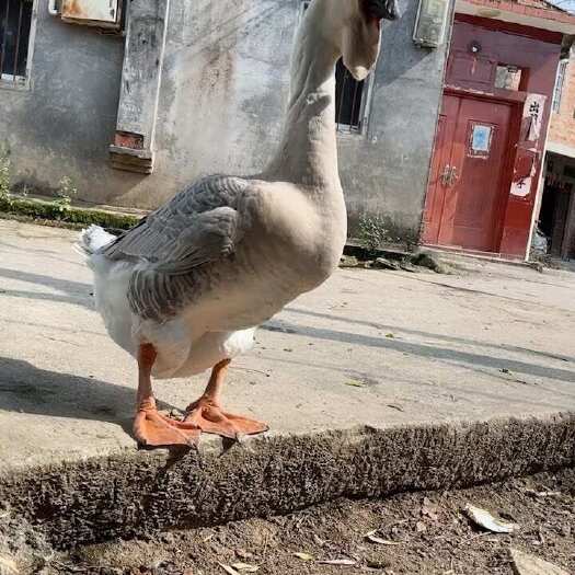 南宁狮头鹅苗 汕头师，包邮包打疫苗