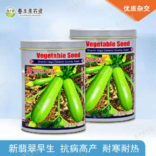 临沂西葫芦种子春夏秋四季播耐寒耐高温南北方早熟西葫种孑新翡翠早生