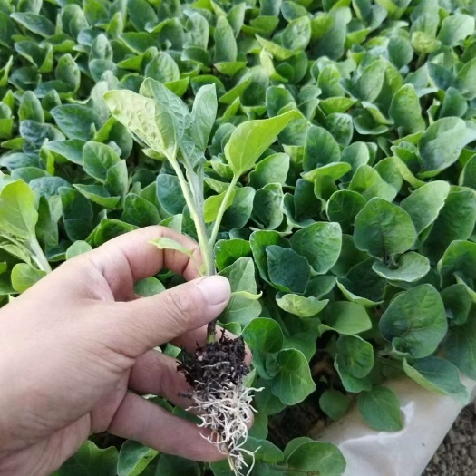 昆明茄子苗烧烤茄市场表现好品种好品质可以保证抗病性强高产量
