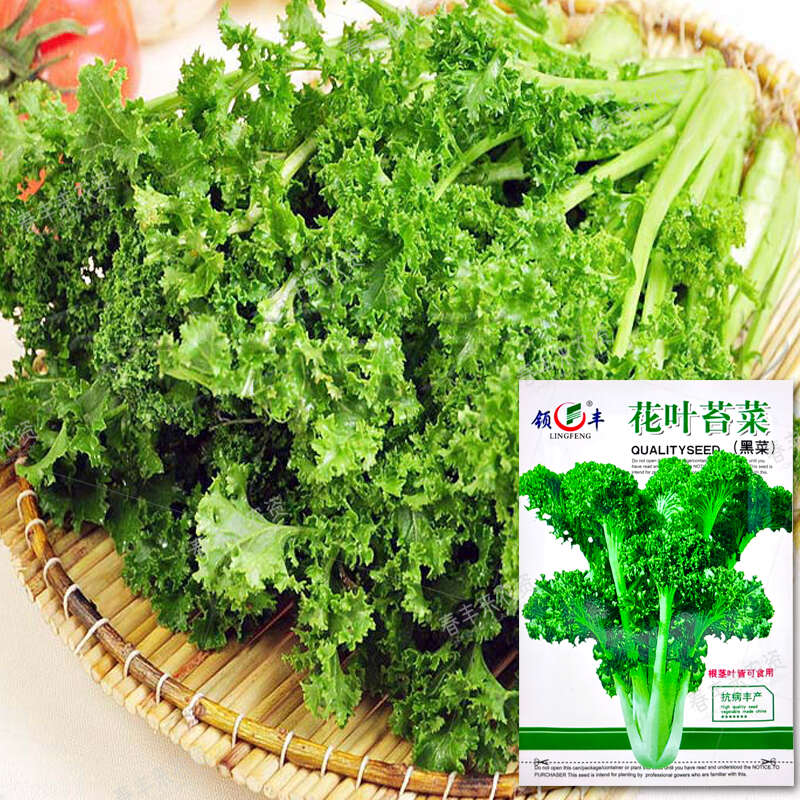 花叶苔菜种子青菜种籽抗寒抗病叶片厚越冬播种
