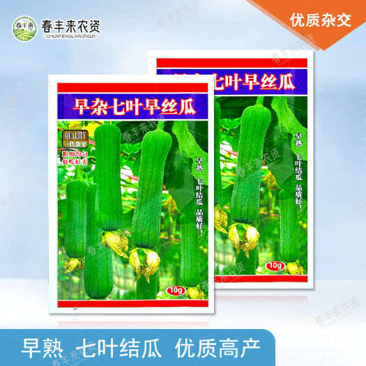 临沂赣新早杂七叶早丝瓜早熟七叶结瓜杂交丝瓜种子粗细均匀