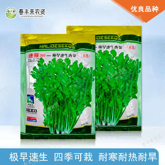 临沂华艺香菜种子速强201极早速生香菜三天出芫荽种子耐寒耐热耐旱