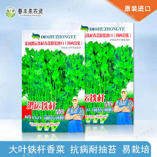 临沂美国精选大叶抗热芫荽种子鸿运铁杆香菜种子原装耐抽薹大叶