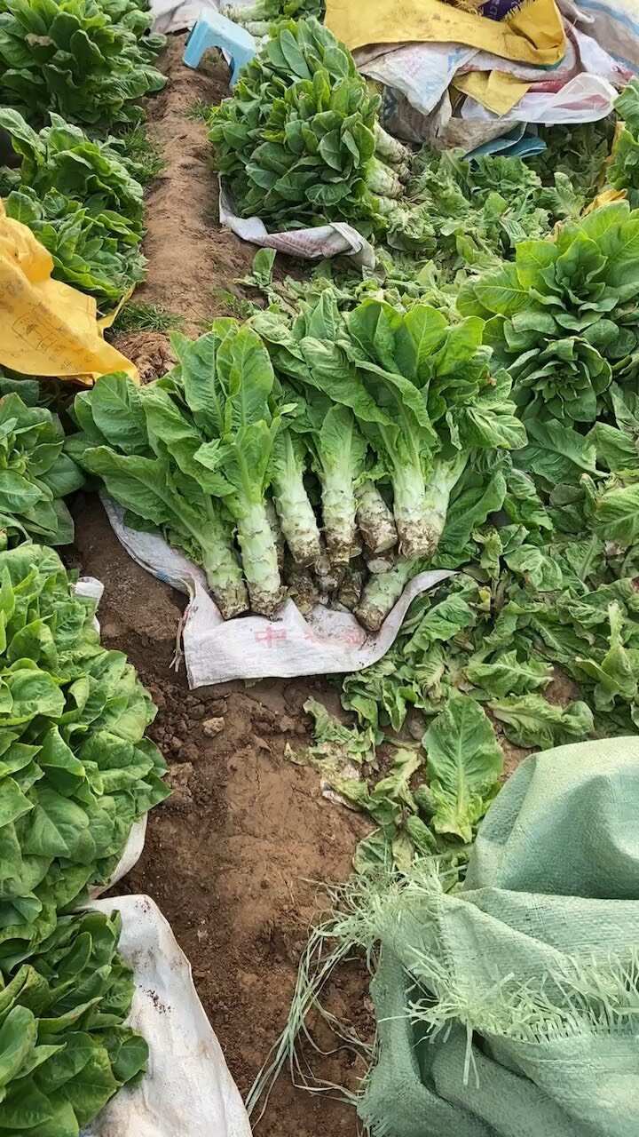渭南市華州區(qū)萵筍大量上市，貨源充足質(zhì)量保證支持視頻看貨