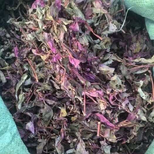 金平县风柜斗草干品楮风谷风鼓草风骨草方鼓草商用专用新鲜晒干