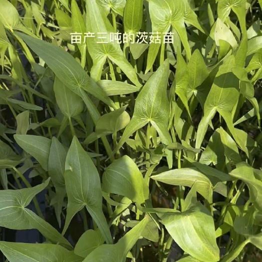 陆良县亩产3吨精品茨菇苗