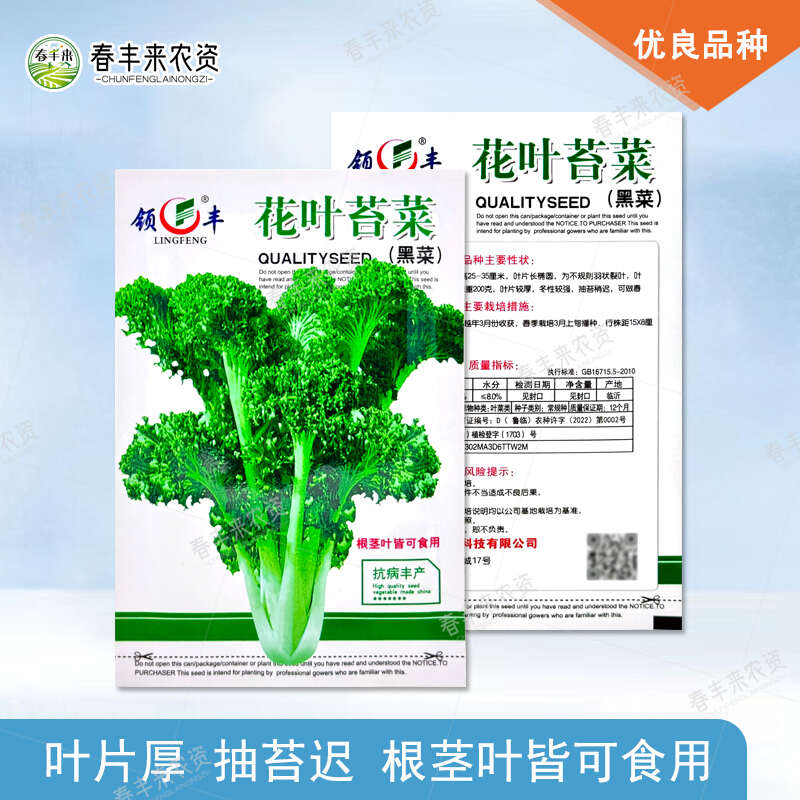 花叶苔菜种子青菜种籽抗寒抗病叶片厚越冬播种
