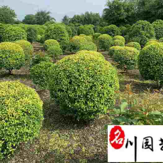 成都成都金禾女贞球优惠价格 精品金禾女贞球批发 苗圃基地直销