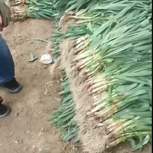 蒜苗，电商市场供货。欢迎全国老板联系