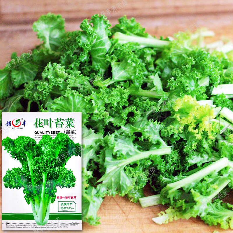 花叶苔菜种子青菜种籽抗寒抗病叶片厚越冬播种