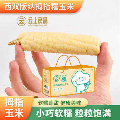 云南西双版纳“云上良品”拇指香糯小玉米，萌萌小个子！