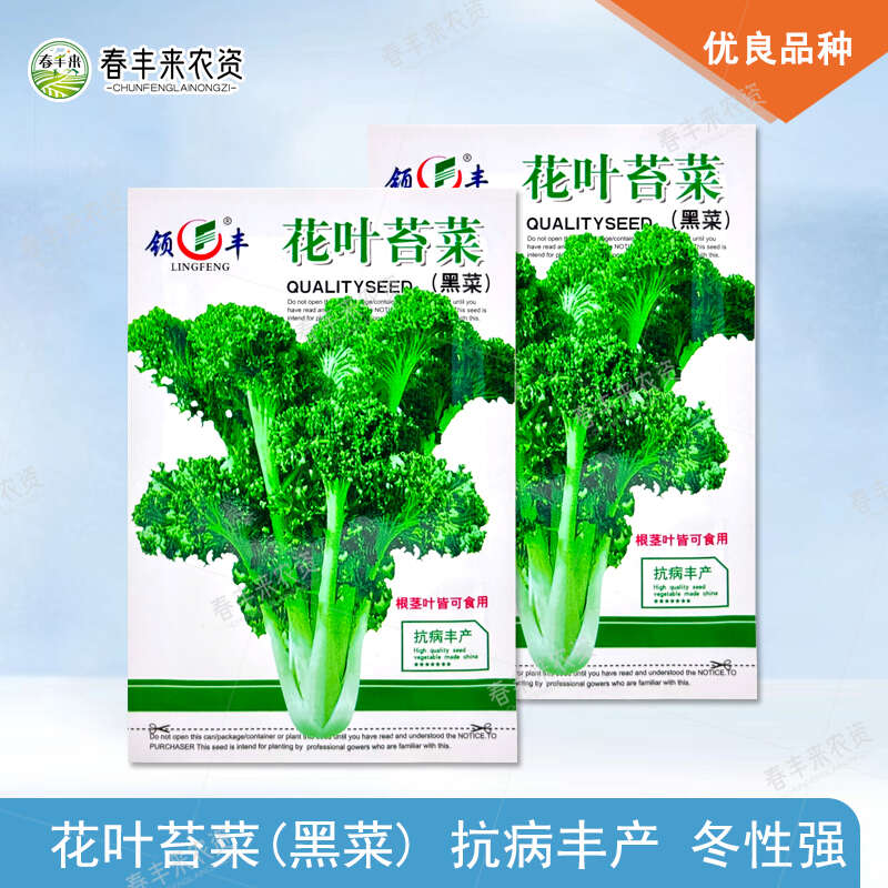 花叶苔菜种子青菜种籽抗寒抗病叶片厚越冬播种