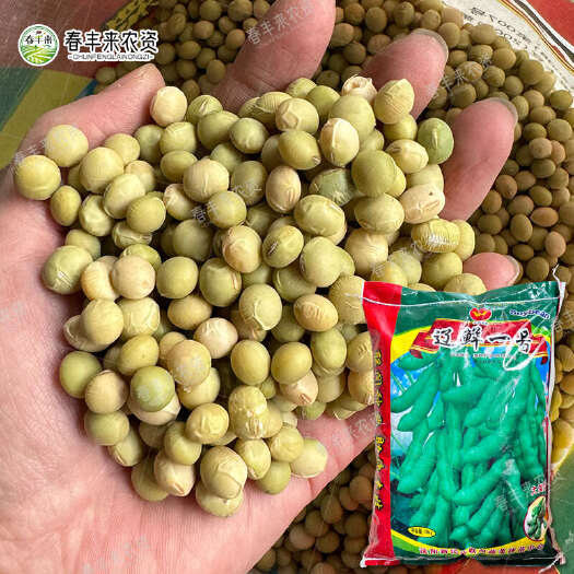 临沂辽鲜一号毛豆种子早中熟毛豆籽60-65天收鲜食毛豆籽