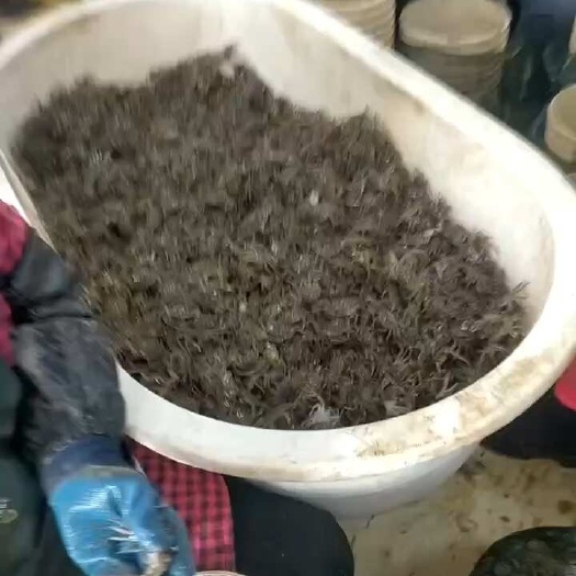 盘山县盘锦蟹苗