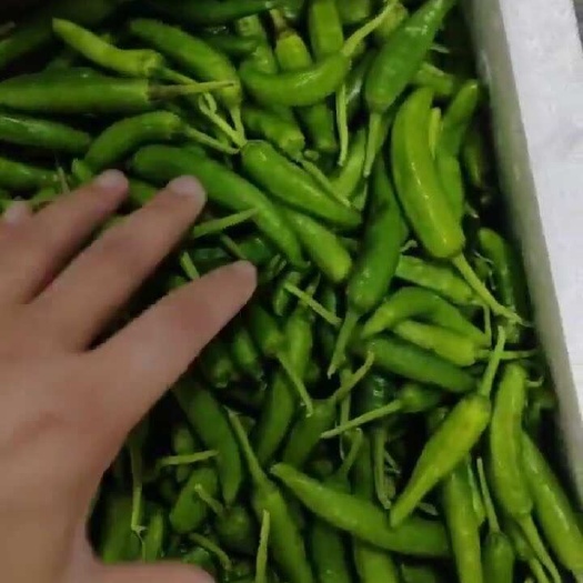 西安辣椒