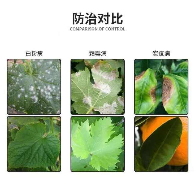 一刀斩哈茨木霉微生物菌剂菌淡紫紫孢菌真细抗重茬以菌治菌农优选