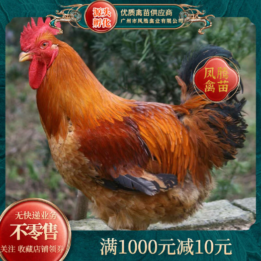 K9鸡苗 K901/996新广麻黄K996快大型肉鸡苗