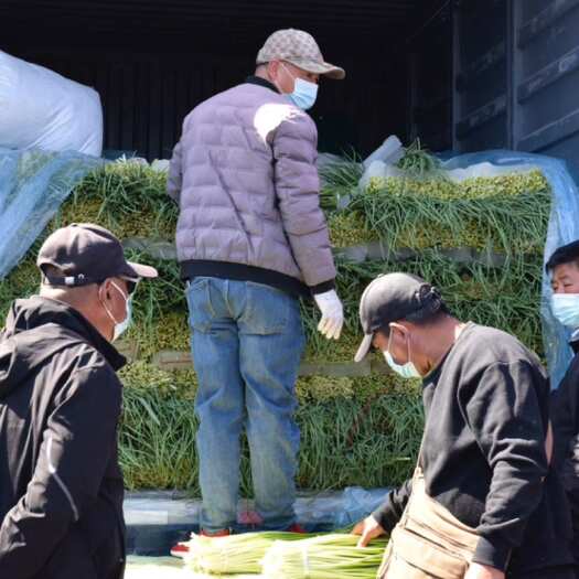 丰县蒜苔批发白帽蒜苔整车 零担发货 质优价廉