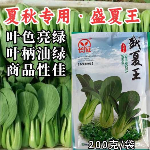 洛阳盛夏王青梗菜种子，上海青种子，直立束腰，抗病耐热，基地种植