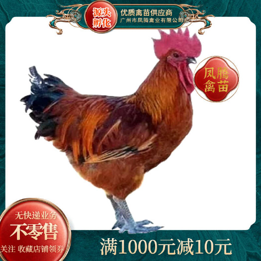 大种青脚麻鸡苗铁脚麻鸡苗快大型肉鸡苗青脚大种肉鸡苗