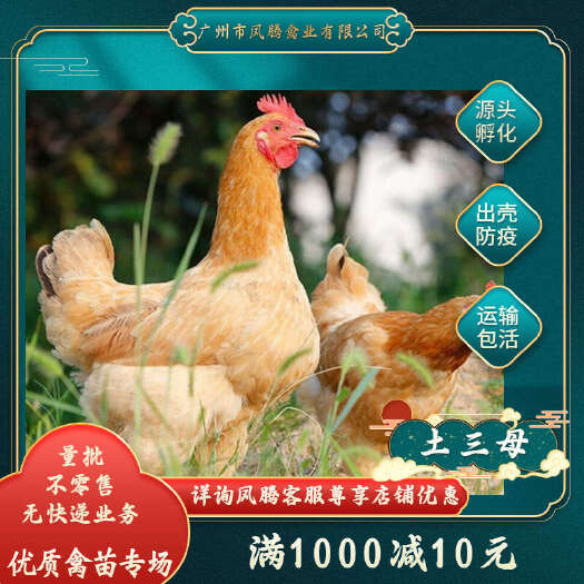 三黄鸡苗三黄土三母鸡苗快大黄花公苗快大型三黄鸡苗