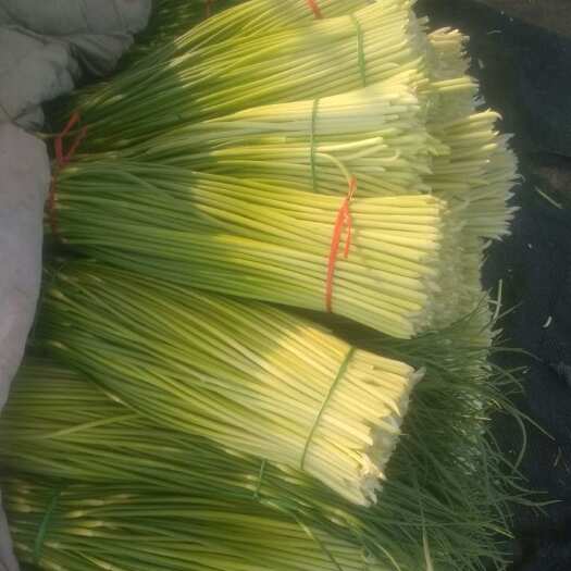 丰县当季白帽蒜苔露天种植 各种规格 代发代办 整车零担发货 质优