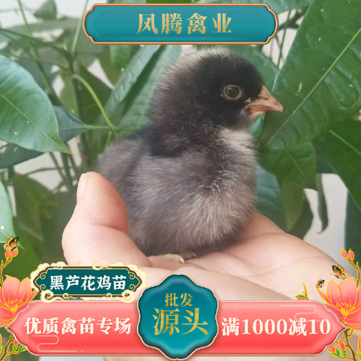 芦花鸡苗快大黑芦花公苗快大型肉鸡苗