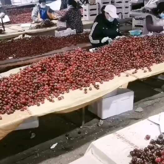 安丘市山东大樱桃产地直销！一手货源