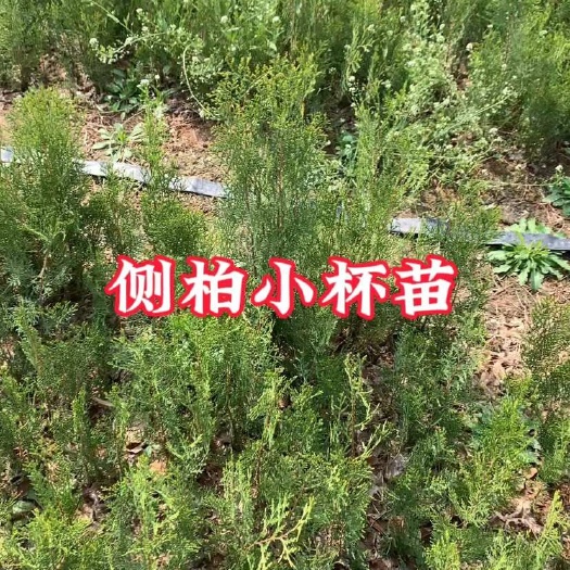 武陟县侧柏小杯苗25公分以上