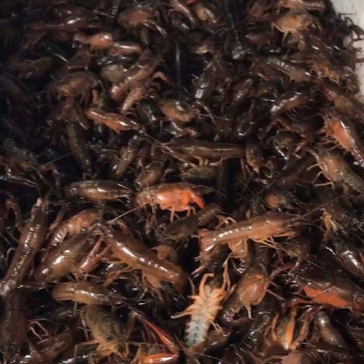 江陵县一手货源