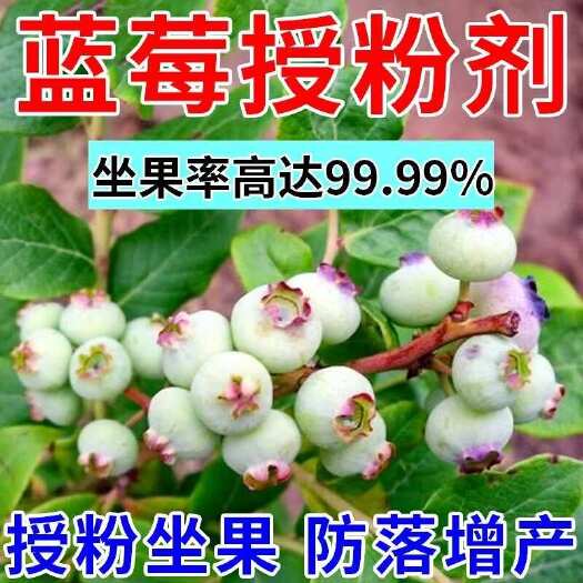 长沙蓝莓授粉座果灵蓝莓专用增产剂催花授粉坐果防落保花保果专用肥料