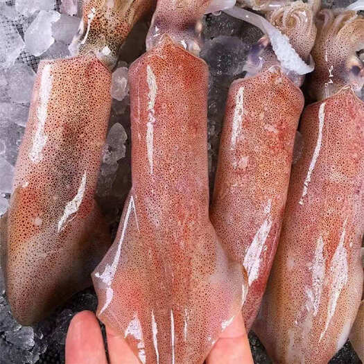 阳江冷冻海钓鱿鱼