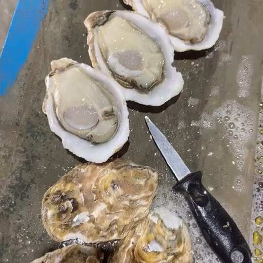 湛江生蚝