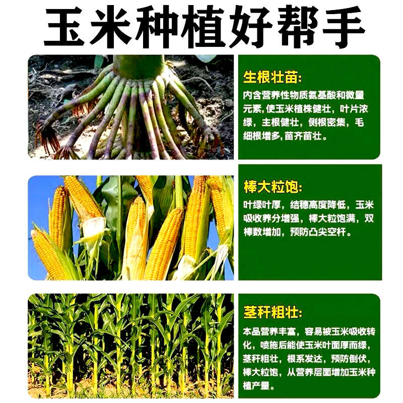 玉米葉面肥金大棒膨大素壯根壯苗抗倒伏拉長籽粒飽滿增產(chǎn)增收