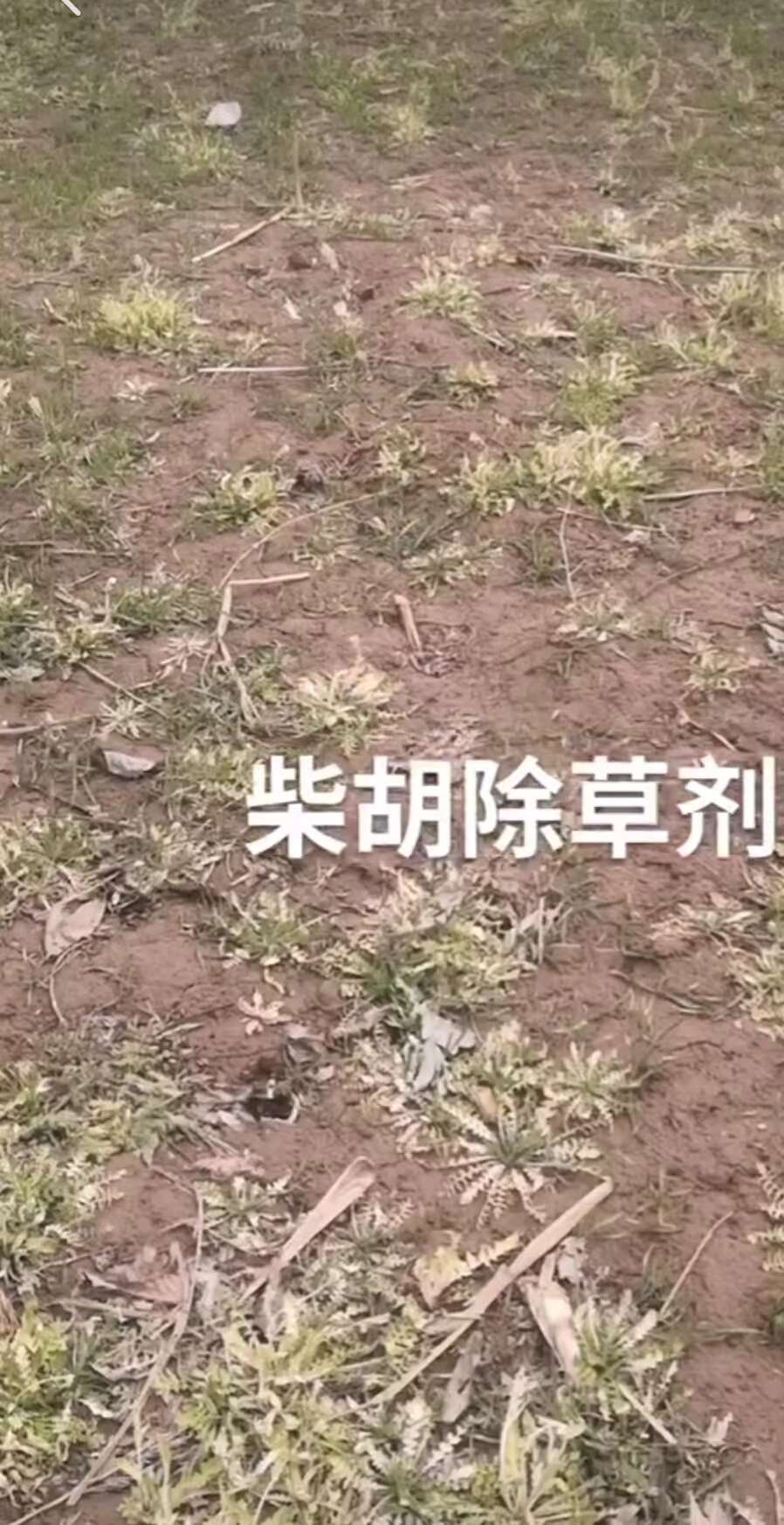 柴胡除草剂柴胡苗后专用安全高效不伤苗
