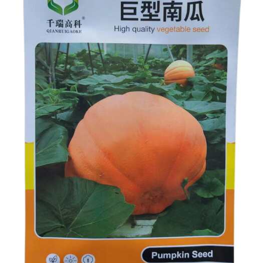 济南巨型南瓜种子美国巨型大南瓜种子观光特大南瓜种子100斤5粒