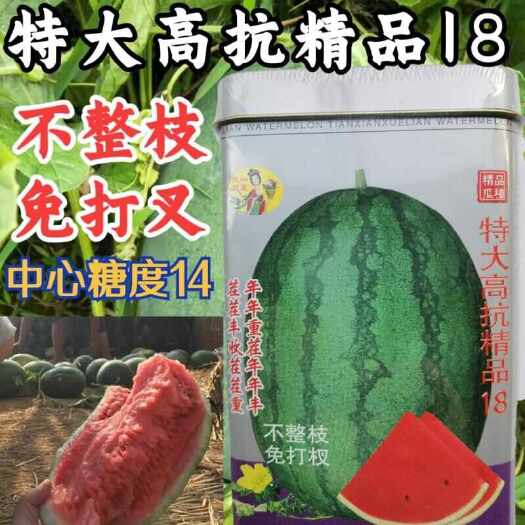 洛阳高抗精品18西瓜种子，不整枝免打杈，中早熟，抗重茬，皮薄耐裂