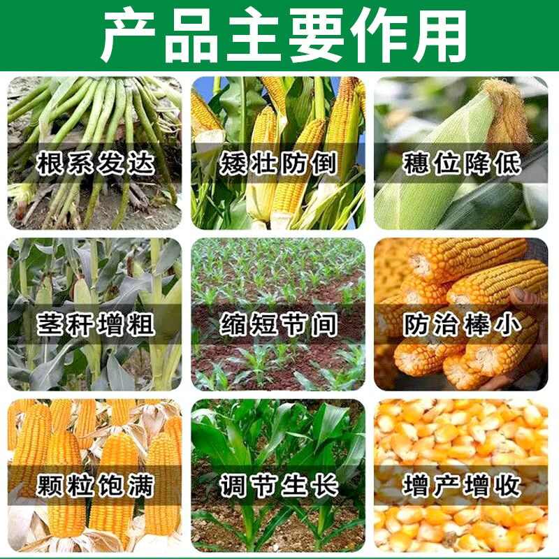 玉米葉面肥金大棒膨大素壯根壯苗抗倒伏拉長籽粒飽滿增產(chǎn)增收