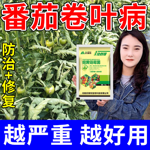 番茄專用細(xì)黃鏈霉菌病毒病花葉病臍腐病西紅柿防爛微生物菌劑