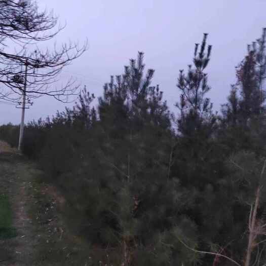 灵宝市白皮松10年树龄  高3米5到4米左右树冠直径1米八左右
