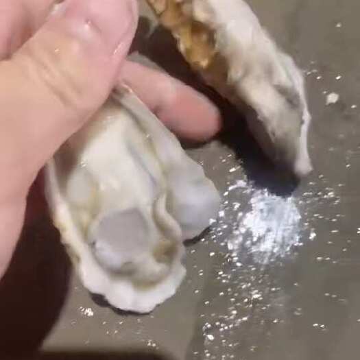 湛江三倍体
