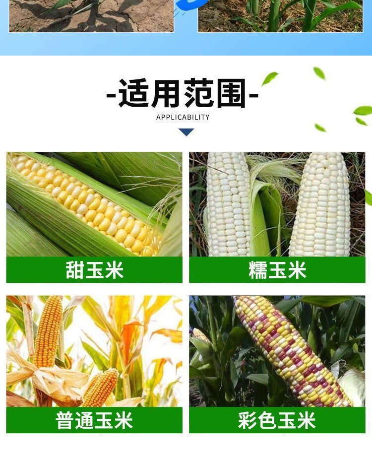 玉米葉面肥金大棒膨大素壯根壯苗抗倒伏拉長籽粒飽滿增產(chǎn)增收
