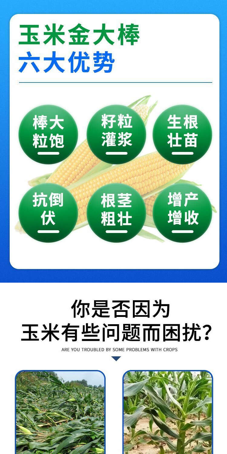 玉米葉面肥金大棒膨大素壯根壯苗抗倒伏拉長籽粒飽滿增產(chǎn)增收
