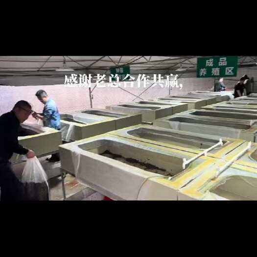 中山市菲牛蛭蚂蝗