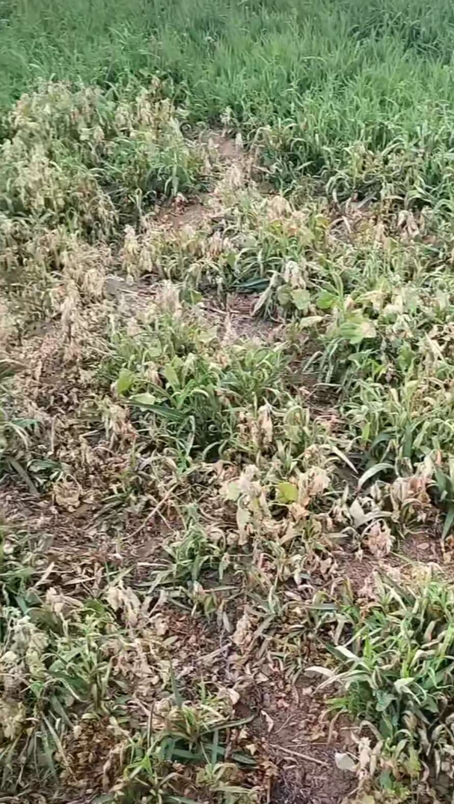 柴胡除草剂柴胡苗后专用安全高效不伤苗