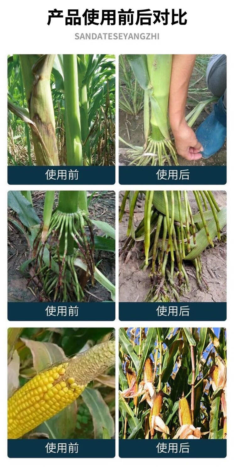 玉米葉面肥金大棒膨大素壯根壯苗抗倒伏拉長籽粒飽滿增產(chǎn)增收