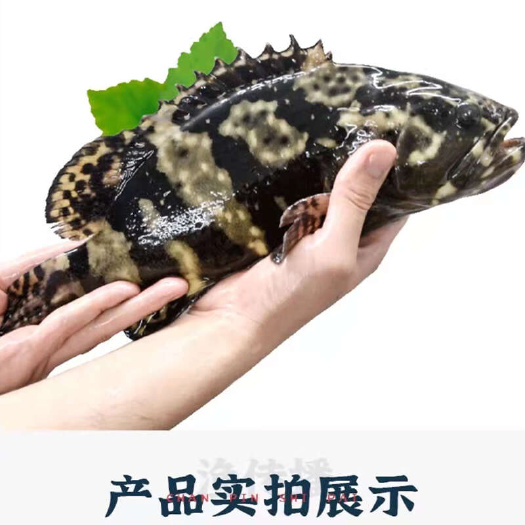 石斑鱼