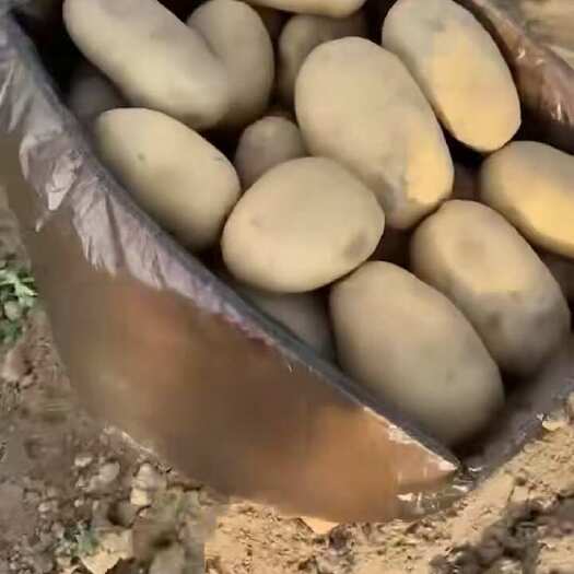 瑞丽市精品黄皮黄心土豆 大量有货 保质保量