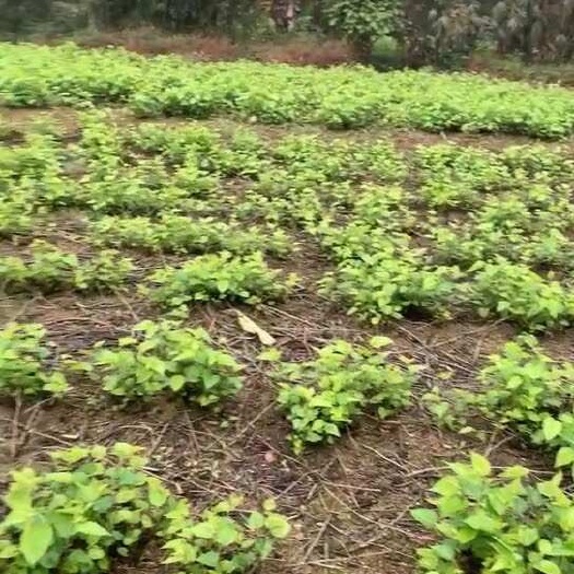 清远卖桑根 预定 现挖 联系我